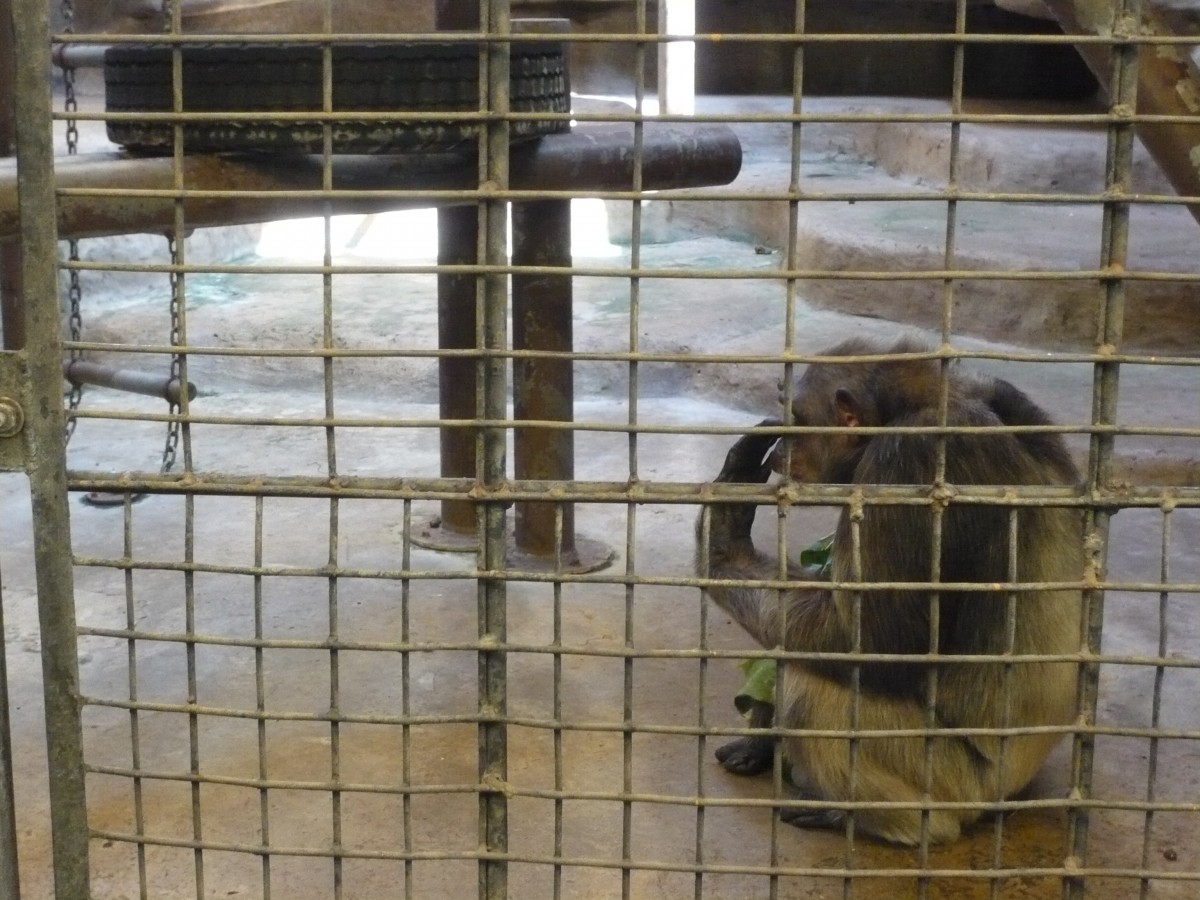 chimpanzee at pata zoo