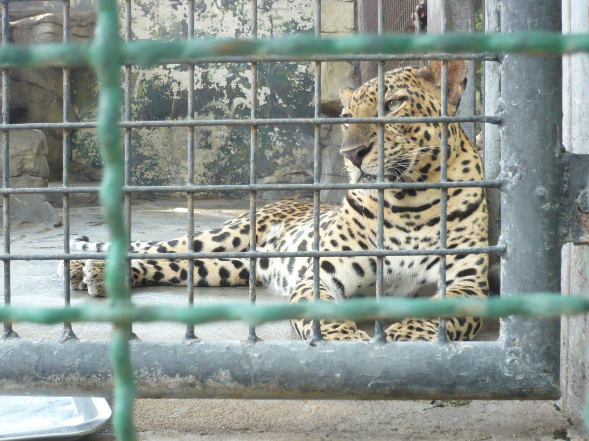 leopard at pata zoo