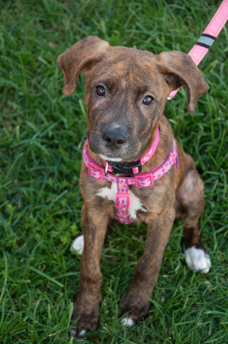 Cute Brown Dog