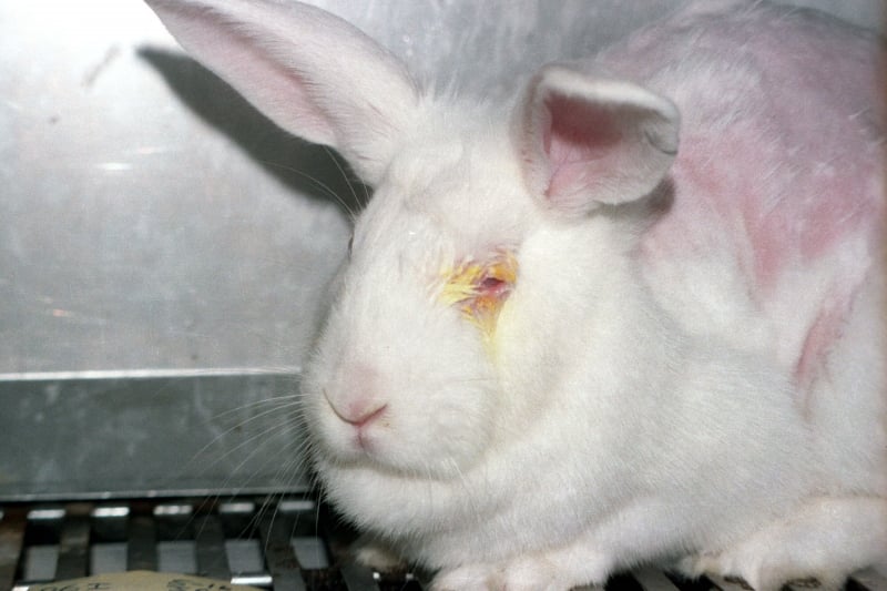 Rabbit Used in Experiments