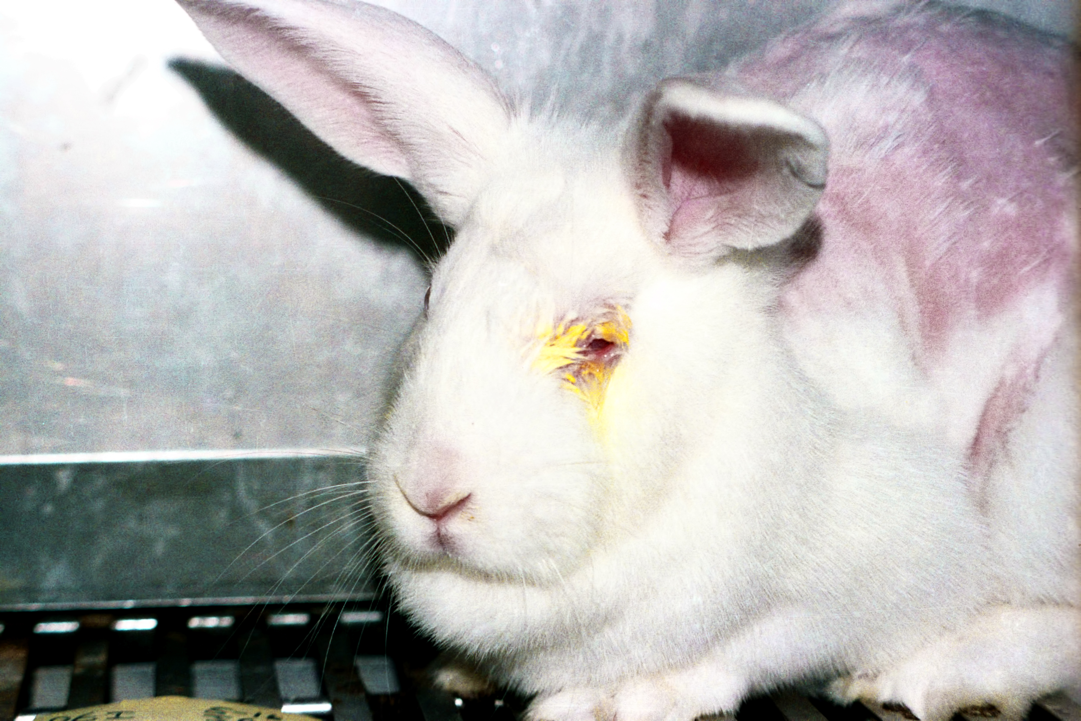 animal experimentation rabbits