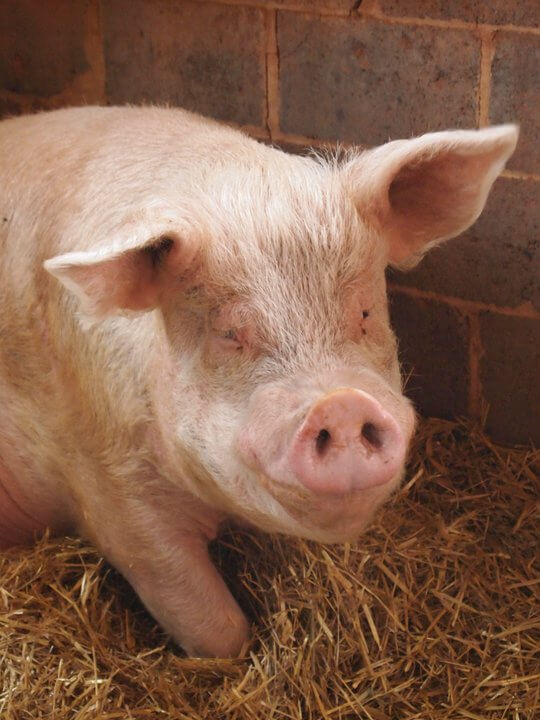 Pig Looking at Camera