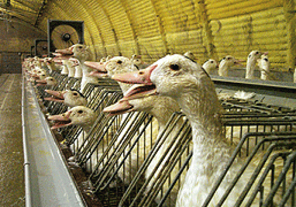 Taj and Oberoi Hotels: Please Ditch Foie Gras