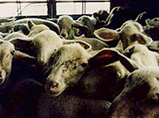 The Environmental Cost of Australian Live Export