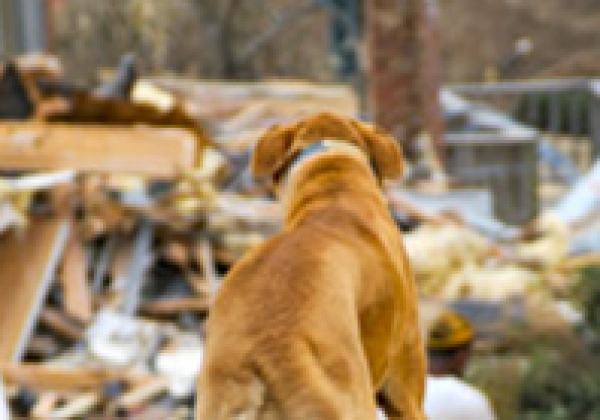 Make Plans Now to Protect Animals in Future Emergencies