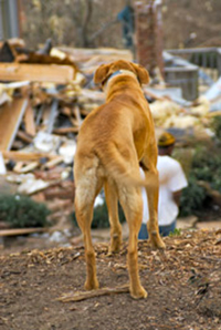 If disaster strikes, don't leave companion animals behind