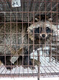 Killed for a Coat: Chinese Fur Farm Horrors