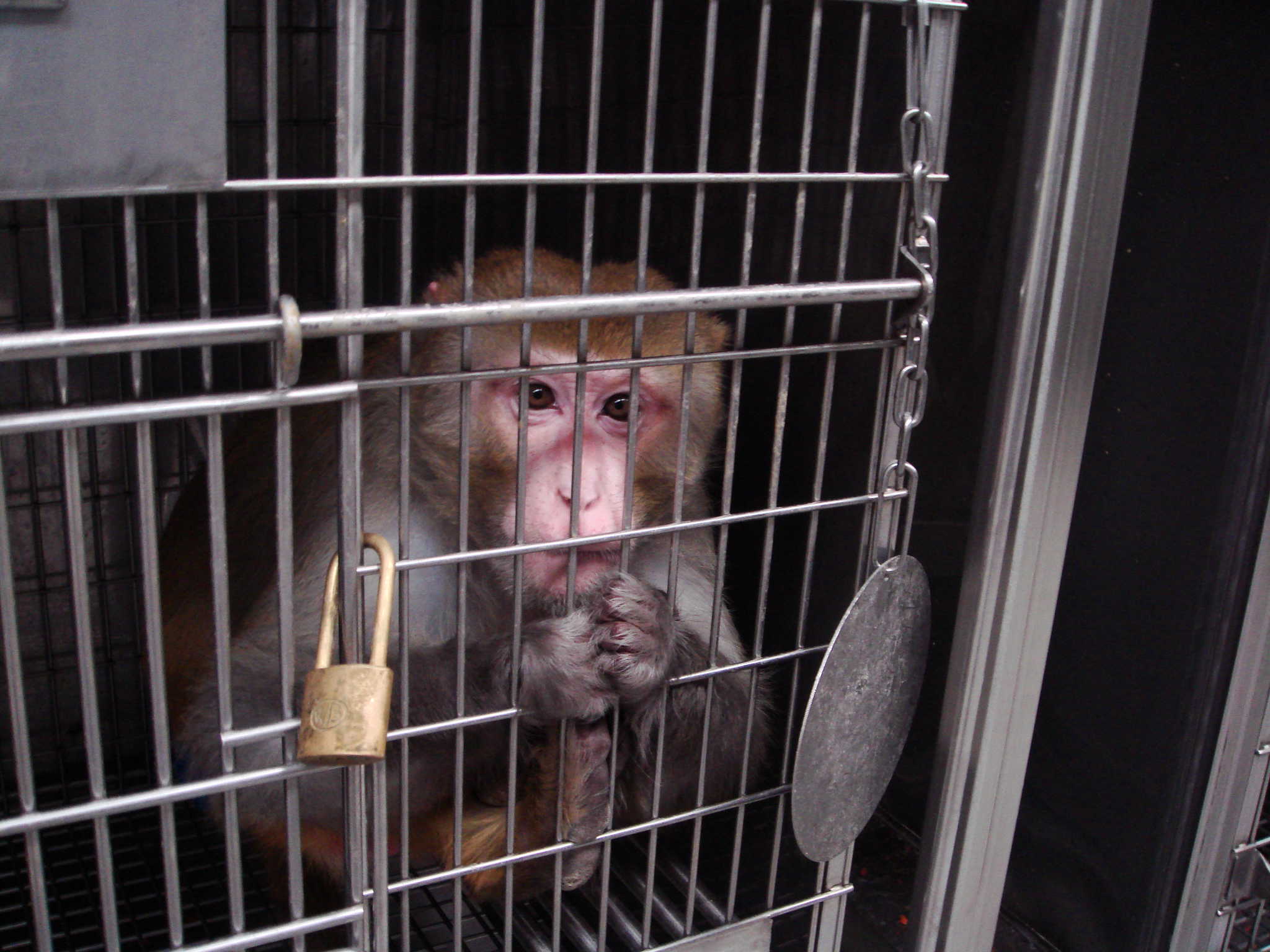 Animals Aren’t ‘Freight’: 9 Ways You Can Help Them
