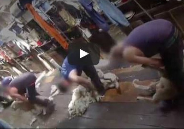Undercover Investigations: Sheep Punched, Stomped On, Cut, and Killed for Wool