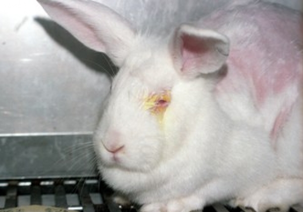 Tell Revlon to Come Clean About Animal Testing in China!