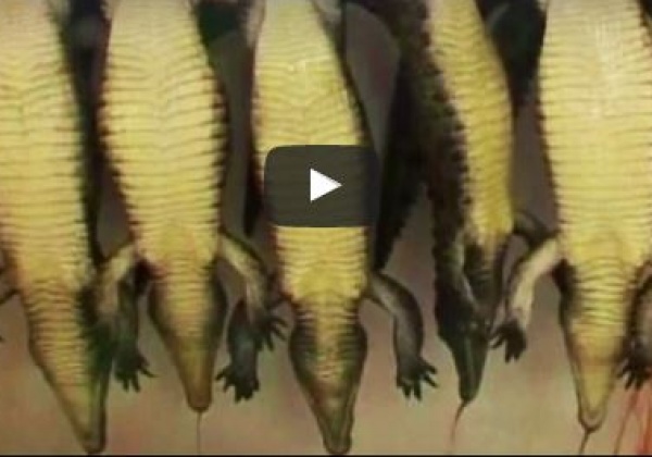 Exposed: Crocodiles and Alligators Factory-Farmed for Their Skins