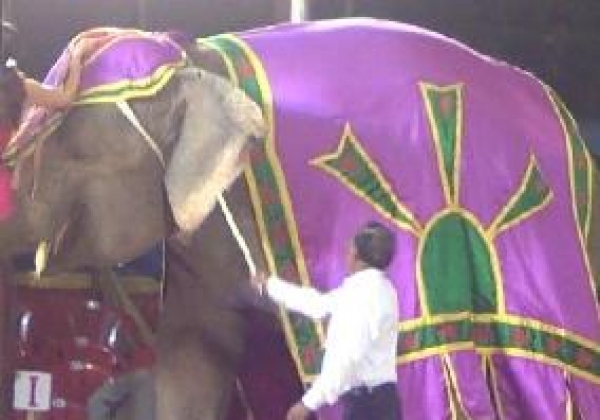 Help Ban the Use of Animals in Circuses