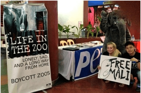 Ashleigh Day tables at a school with fellow intern JiaYi Ng to educate others about the campaign to transfer Mali to a sanctuary. 