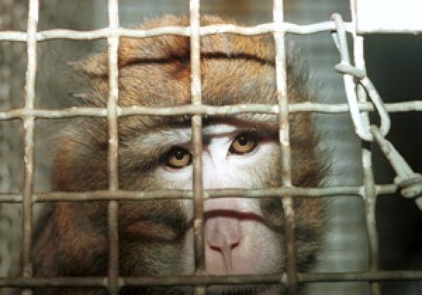 Tell Laos to Close Down Cruel Monkey Farms!