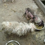 A dog with a severe skin infection languishes in an animal shelter in Nanjing, China.
