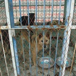 Kennels at this animal shelter in Nanjing were filthy and severely crowded.