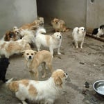 A government-run animal shelter in Nanjing, China, was filthy and severely crowded.