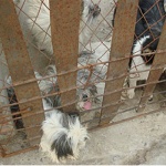 Cages were not designed properly for some dogs, and smaller animals were unable to free themselves