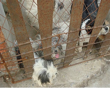 Cages were not designed properly for some dogs, and smaller animals were unable to free themselves