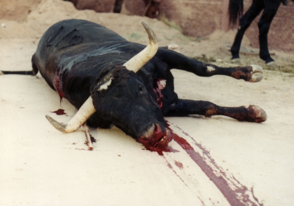 Stabbing Bulls to Death Isn’t ‘Culture’