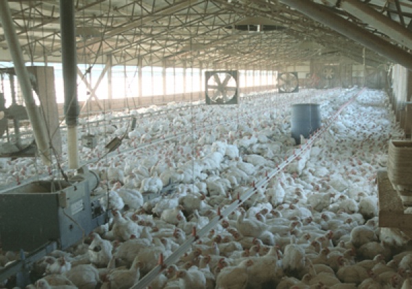 Is 'Halal' Meat Really Halal? - News - PETA Asia Is 'Halal' Meat Really Halal? - News - PETA Asia