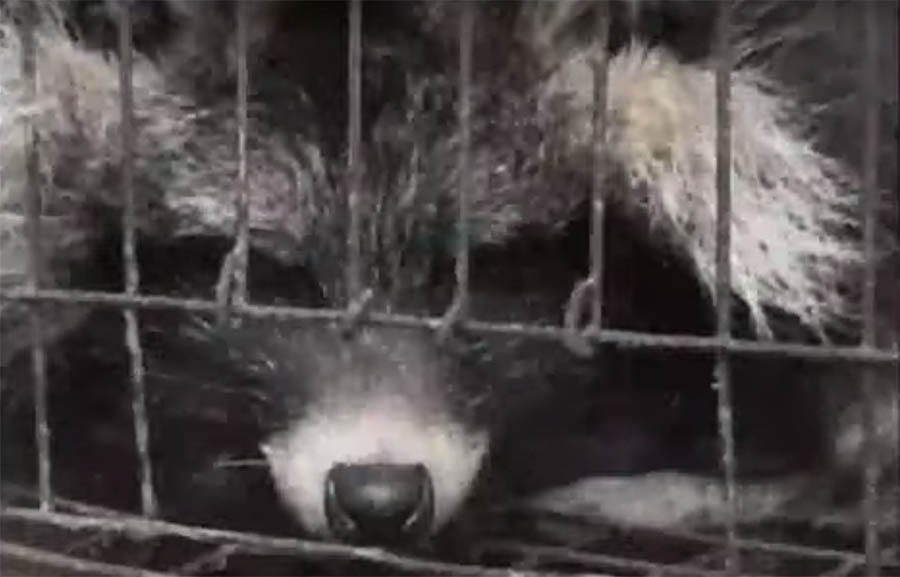 A Shocking Look Inside Chinese Fur Farms