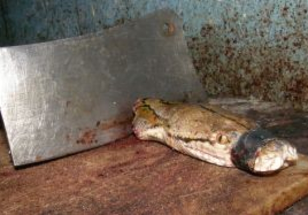 Ask Hermès to Stop Supporting the Killing of Animals for Cold-Blooded Vanity