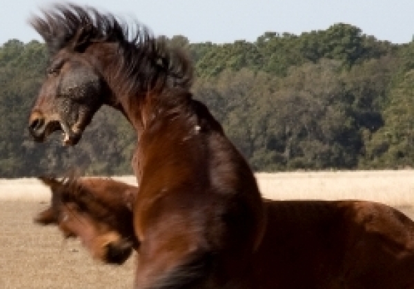 Speak Out Against Illegal and Barbaric Horse Fighting in the Philippines!