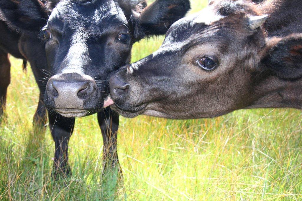 What s the difference between vegetarian and vegan peta asia