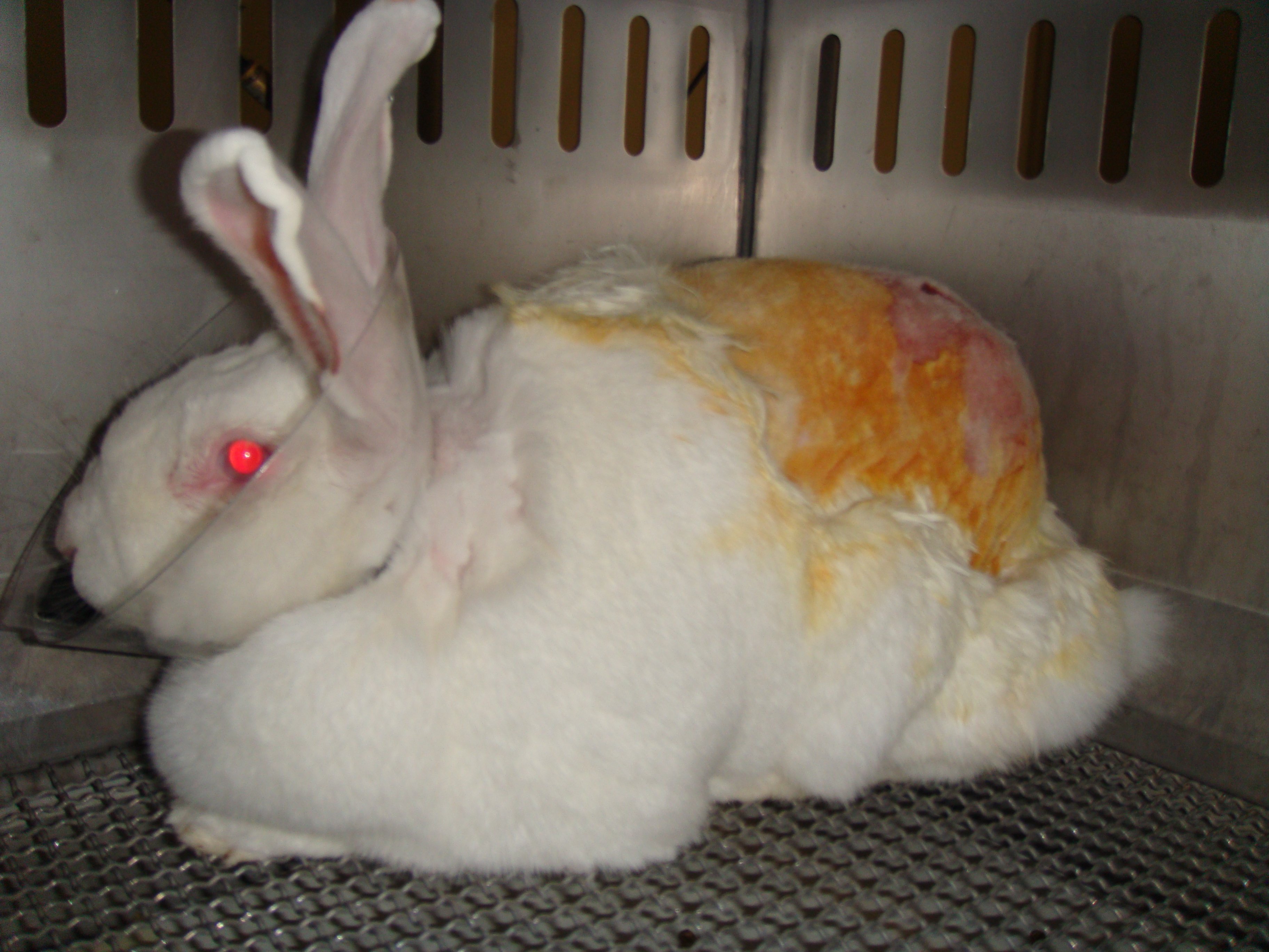 Kikkoman Ends Animal Tests! - News - PETA Asia