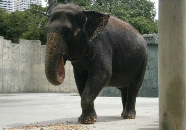 YOU Can Help Save Lonely, Miserable Elephant