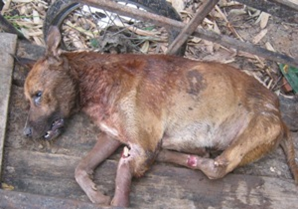 Shelter Skelter: Shocking Conditions Revealed at Thailand Dog Shelter
