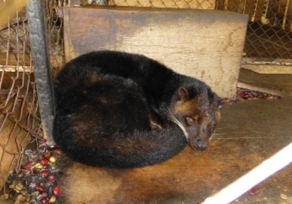 Civets Suffer for Vile Kopi Luwak Coffee