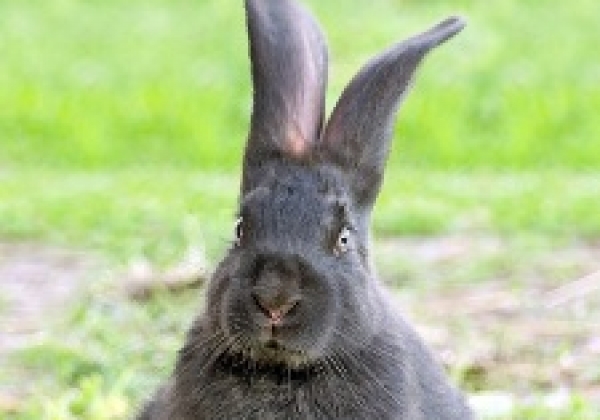 Pledge to Be 100 Percent Cruelty-Free