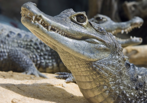 Urge Jimmy Choo to Ditch Exotic Skins