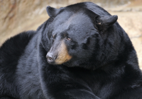 Show ‘Dancing’ Bears That You Really Care