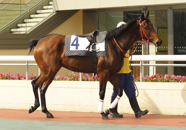Slaughterhouses: Where Racehorses Go to Retire