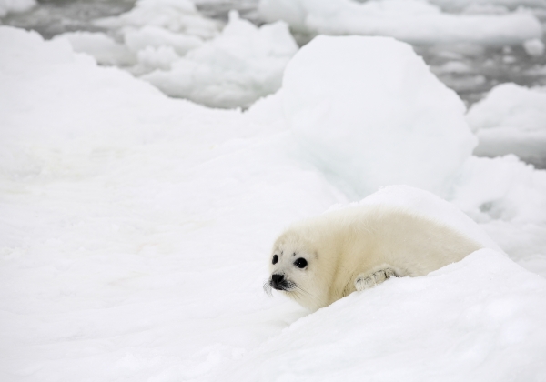 Australian Musicians Lead the Call For an End to the Cruel Seal Hunt
