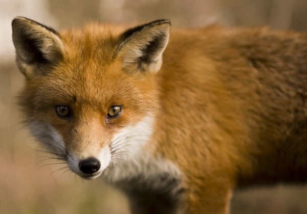 Pledge to Be Fur-Free