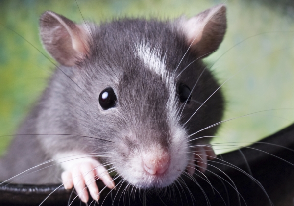 Who Cares About Mice and Rats?