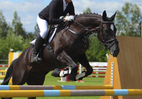 Australia: Ban Cruel Jumps Racing Now!