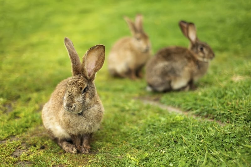 Rabbits on grass. Composition with animal