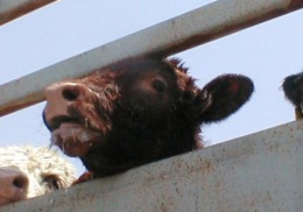 Ask Your MP to End Shameful Live Export