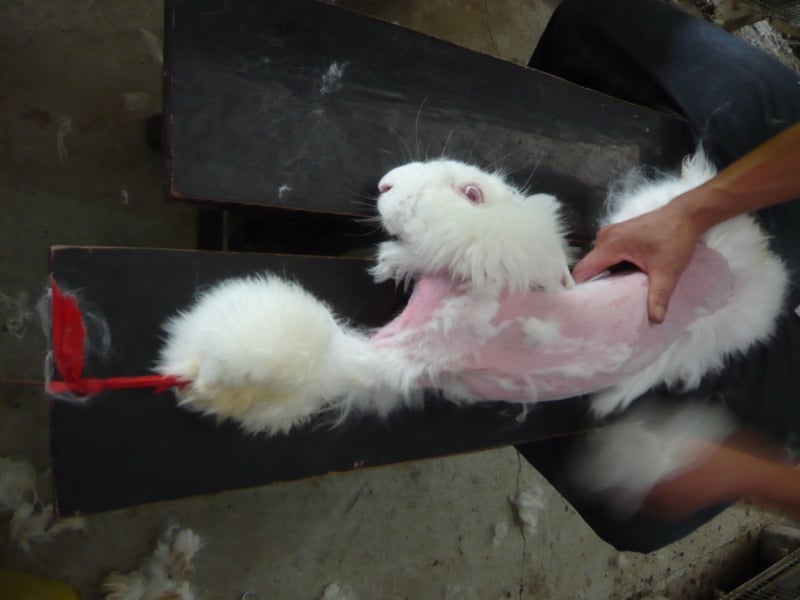 An angora rabbit being plucked for his or her fur.