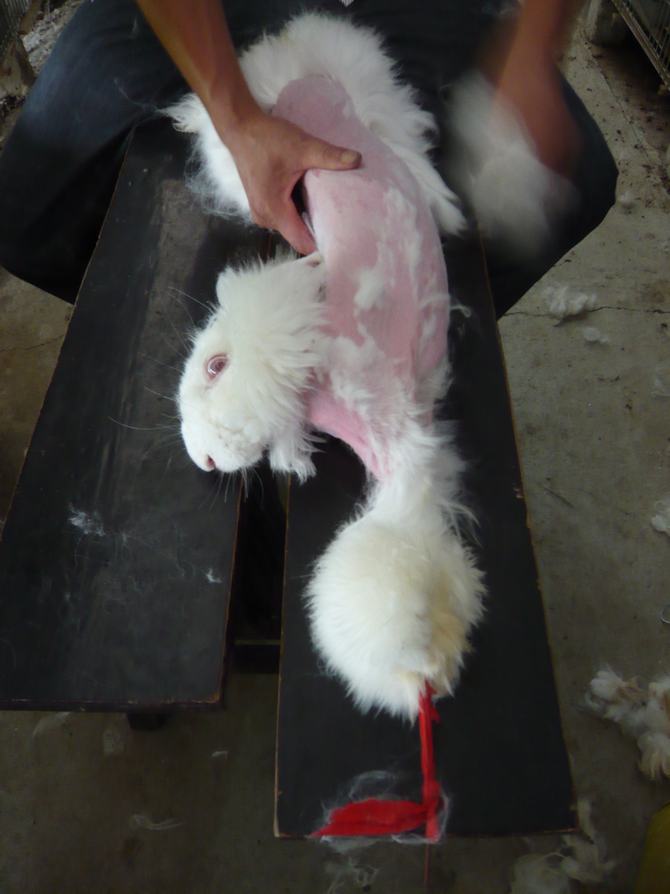 An angora rabbit being plucked for his or her fur.