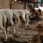 Malnourished horses.