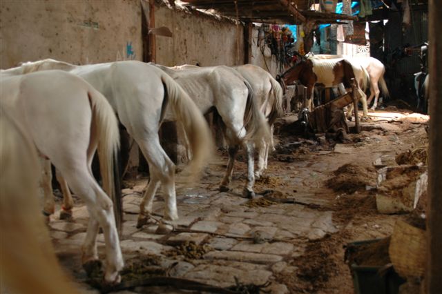 Malnourished horses.