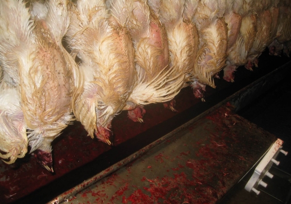 The World's Most Abused Animals: Chickens Used for Meat and Eggs | Animals Used for Food - Issues - PETA Asia The World's Most Abused Animals: Chickens Used for Meat and Eggs | Animals Used for Food - Issues - PETA Asia