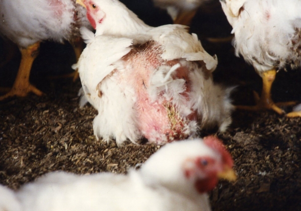 The World's Most Abused Animals: Chickens Used for Meat and Eggs | Animals Used for Food - Issues - PETA Asia The World's Most Abused Animals: Chickens Used for Meat and Eggs | Animals Used for Food - Issues - PETA Asia