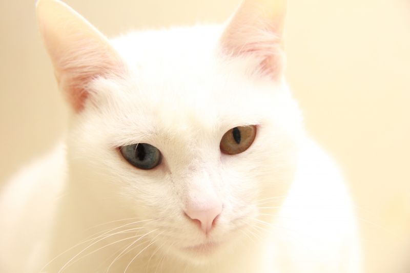 White cat with 2 different colored eyes.